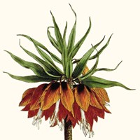 Cropped Antique Botanical V Fine Art Print