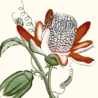 Cropped Antique Botanical VI Fine Art Print