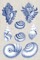 Navy & Linen Shells IV Framed Print