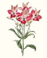 Roseate Blooms I Framed Print