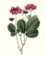 Roseate Blooms III Framed Print