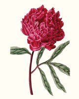 Roseate Blooms IV Framed Print