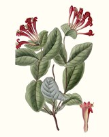 Roseate Blooms V Framed Print