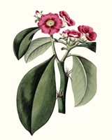 Roseate Blooms VI Framed Print