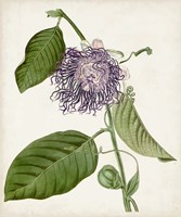 Vintage Passionflower I Fine Art Print
