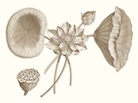 Sepia Water Lily I Fine Art Print