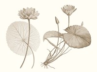 Sepia Water Lily II Fine Art Print