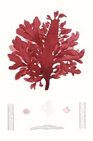Striking Seaweed I Framed Print