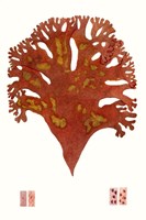 Striking Seaweed III Fine Art Print