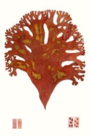 Striking Seaweed III Framed Print