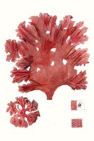 Striking Seaweed IV Framed Print