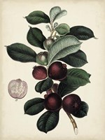 Antique Foliage & Fruit I Framed Print