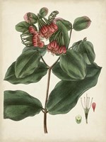 Antique Foliage & Fruit IV Framed Print