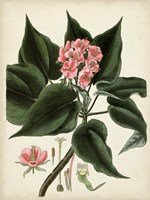 Antique Foliage & Fruit V Framed Print