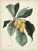 Antique Foliage & Fruit VI Framed Print