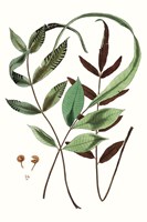 Fern Foliage II Fine Art Print