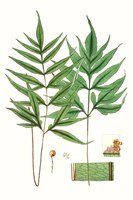 Fern Foliage IV Fine Art Print