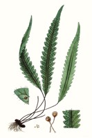 Fern Foliage V Fine Art Print