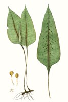 Fern Foliage VI Fine Art Print