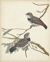 Graceful Birds I Framed Print