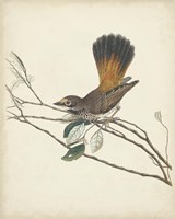 Graceful Birds II Framed Print