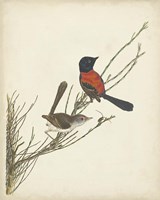 Graceful Birds III Framed Print