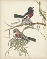 Graceful Birds IV Framed Print