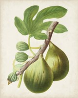 Antique Fruit IV Fine Art Print