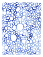 Indigo Plexus I Fine Art Print