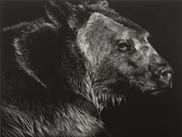 Wild Scratchboard II Fine Art Print