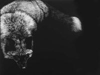 Wild Scratchboard III Fine Art Print