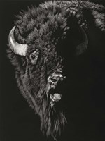 Wild Scratchboard IV Fine Art Print