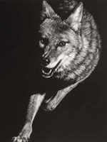 Wild Scratchboard V Fine Art Print