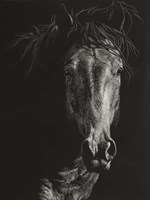Wild Scratchboard VI Fine Art Print