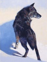 Wolf Study I Fine Art Print