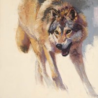 Wolf Study IV Fine Art Print