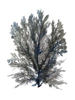 Ocean Bloom III Fine Art Print