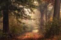 Autumn's Walk II Fine Art Print