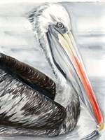 Grey Pelican I Fine Art Print