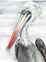 Grey Pelican II Fine Art Print