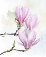 Magnolia Blooms I Framed Print