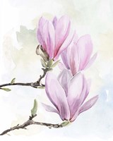 Magnolia Blooms I Fine Art Print