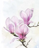 Magnolia Blooms II Fine Art Print