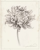 Graphite Chrysanthemum Study I Fine Art Print