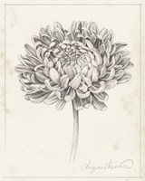 Graphite Chrysanthemum Study II Framed Print