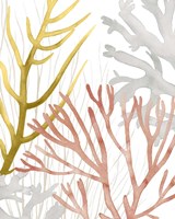 Desert Coral II Framed Print