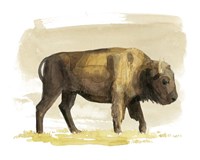 Bison Watercolor Sketch I Fine Art Print