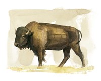 Bison Watercolor Sketch II Fine Art Print