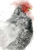 Plymouth Rooster II Fine Art Print