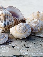 Gifts of the Shore I Fine Art Print